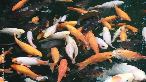 沢山泳いでいる綺麗な錦鯉