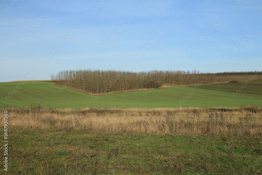Obraz premium A green field with trees