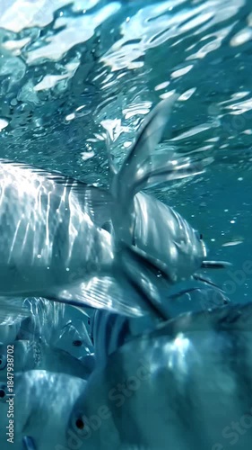 Striped Fish Swimming Together in Crystal-Clear Ocean with Sunlight Glimmering