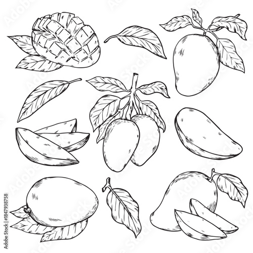 Set of hand drawn tropical Mango fruit outline drawing food illustration
