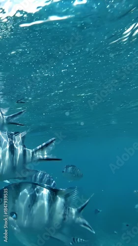 Striped Tropical Fish Swimming in Calm Blue Ocean Waters