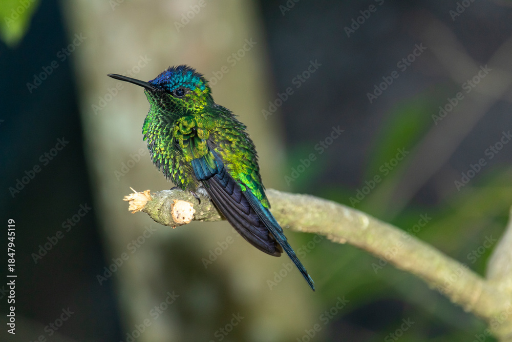 Naklejka premium hummingbird on branch