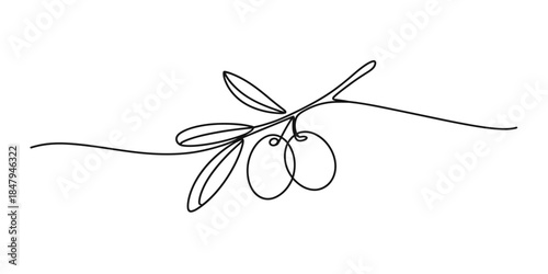 Elegant continuous line art drawing depicting a stylized olive branch with ripe fruit Vector, illustration