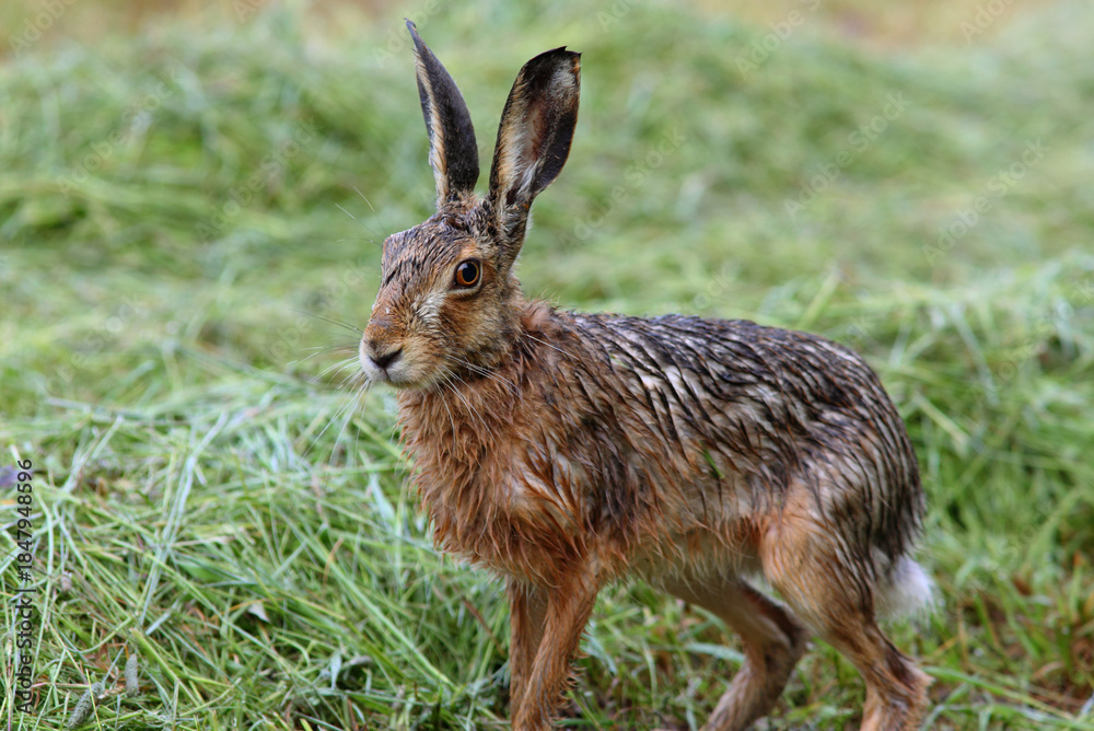 Fototapeta premium A hare in the field, wet because of the rain.