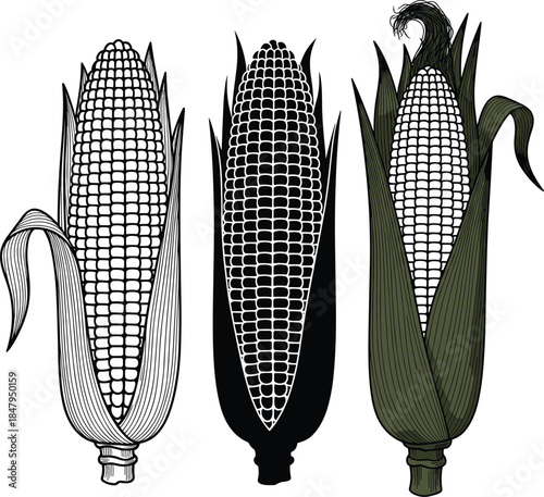 Detailed illustration of three corn cobs with husks in various styles, showcasing agriculture, organic crop design, harvest food artwork