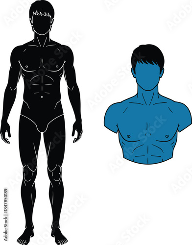Detailed male anatomy illustration showing full body and muscular upper torso, ideal for medical, fitness, educational, and anatomical reference design projects