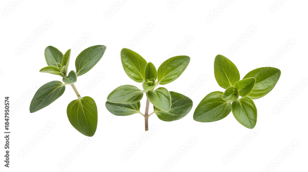 Fototapeta premium Three sprigs of fresh oregano herb green isolated on a transparent background