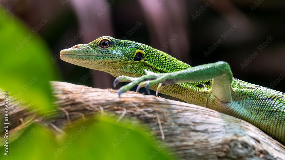 Fototapeta premium Emerald tree monitor, Varanus prasinus, on a tree branch. This arboreal lizard is venomous, and endemic to New Guinea and the surrounding islands.