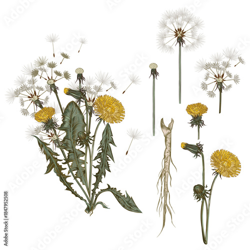 Hand Drawn Vintage Botanical Illustration of Yellow Dandelions. Botanical illustration of dandelion plant with yellow flowers, green leaves, closed bud, and white seed head on light  background