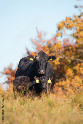 cows grazing together in a green rural field