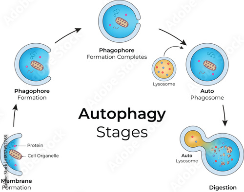 Autophagy Stages the Cellular Recycling Process Diagram