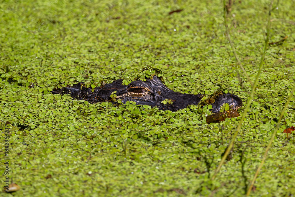 Naklejka premium Alligator concealed in pond duckweed