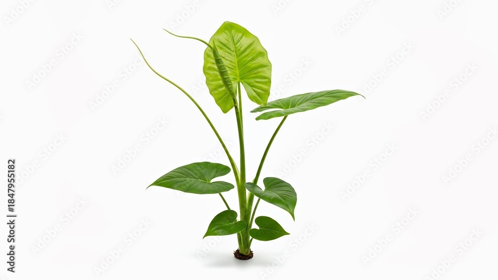 Obraz premium young sprout of a plant