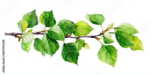 Watercolor Birch Foliage Illustration: Fresh Green Leaves on a Tree Branch Against a White Background