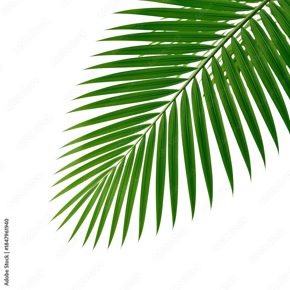 Fototapeta premium tropical palm leaf 