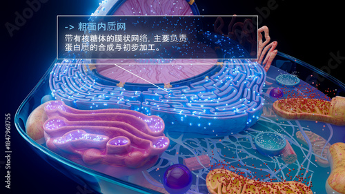 Tableau sur toile 中文粗面内质网与核糖体的 3D 插图