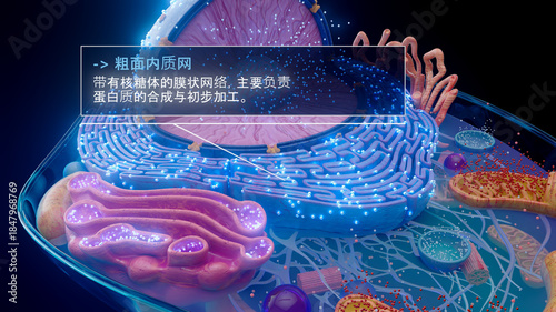 Quadro su tela 中文粗面内质网与核糖体的 3D 插图