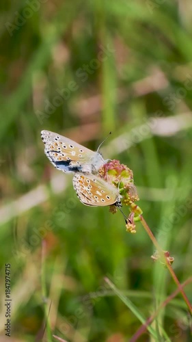 Adonis Blue (Polyommatus bellargus) Butterflies Matin