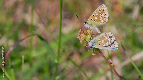 Adonis Blue (Polyommatus bellargus) Butterflies Matin