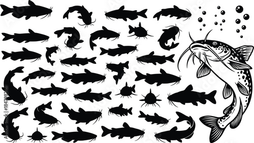 Catfish silhouette collection with detailed fish illustration isolated on white background for fishing design, wildlife graphics, and vector projects
