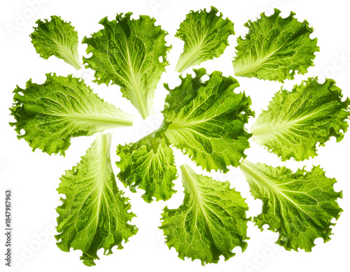 Swirl of Wet Green Lettuce Leaves, Low Perspective View, Zero Gravity Effect