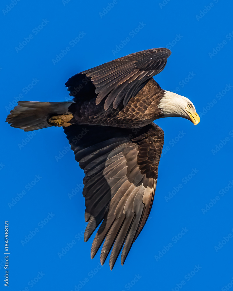 Obraz premium Bald Eagle in flight