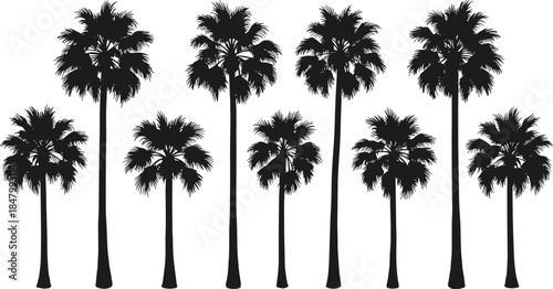 Black palm tree silhouettes set, tropical nature collection, exotic summer plants, beach vacation trees, isolated tropical palms, summer landscape background