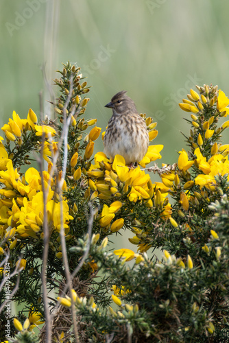 Photography Common Linnet (Linaria cannabina) - Common in coastal dunes farmland and scrub a