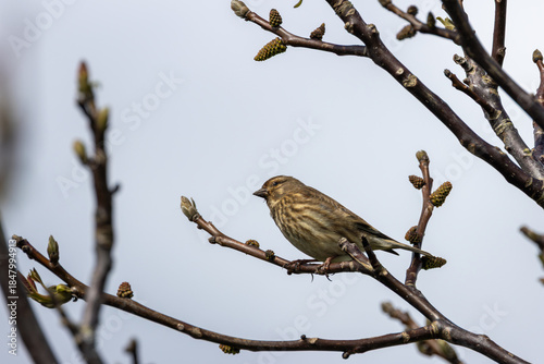 Photography Common Linnet (Linaria cannabina) - Common in coastal dunes farmland and scrub a