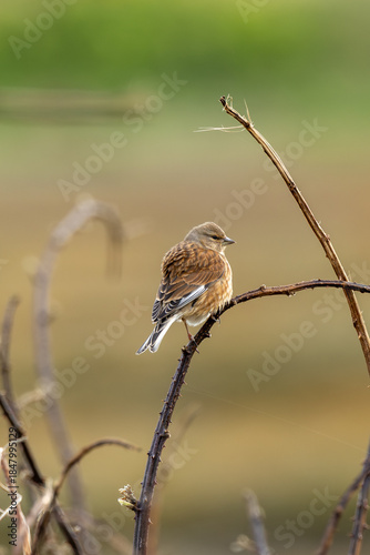 Canvas Print Common Linnet (Linaria cannabina) - Common in coastal dunes farmland and scrub a