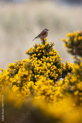 Photography Common Linnet (Linaria cannabina) - Common in coastal dunes farmland and scrub a