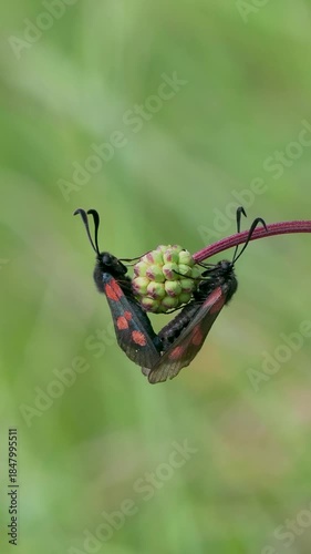 Five-spot Burnet Moth Mating on Small Burnet Plant