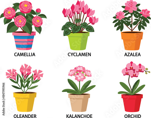 Vector illustration set of blooming houseplants in pots featuring camellia, cyclamen, azalea, oleander, kalanchoe, and orchid for interior decoration and botanical gardening design.