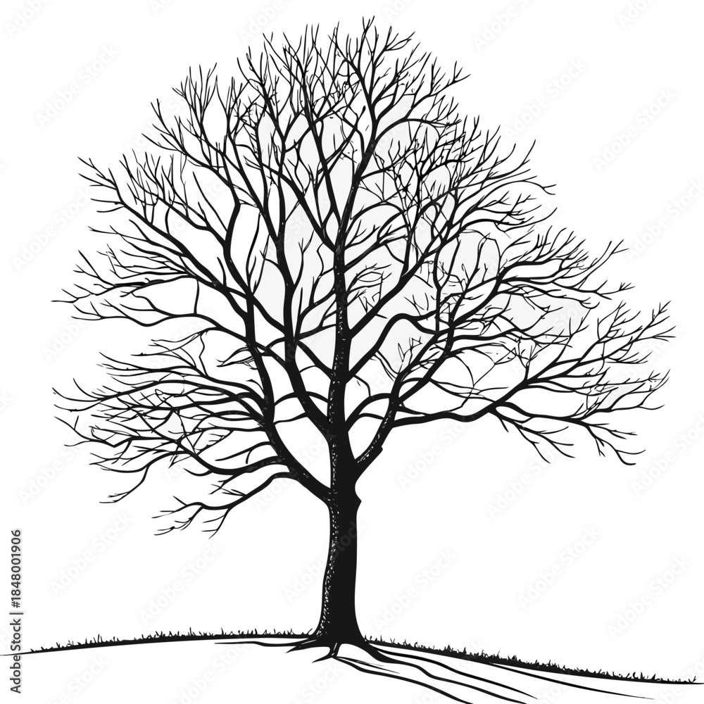 Obraz premium Leafless tree in winter landscape