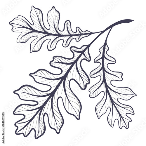 Intricate leaf illustration