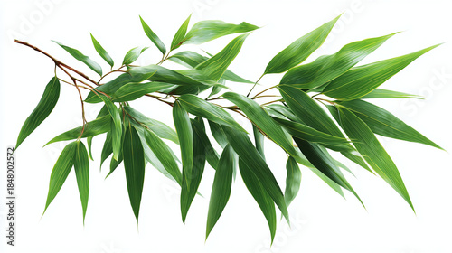 A close-up shot of a eucalyptus branch with fresh green leaves 