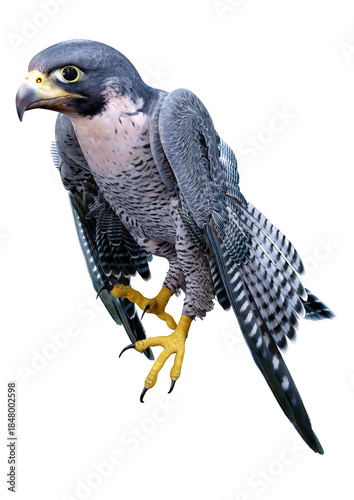 3D Rendering Falcon Bird on White
