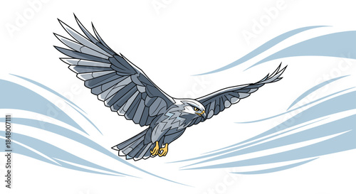 Powerful illustration of a majestic white-tailed kite or eagle soaring through the sky with its wings spread wide in flight.