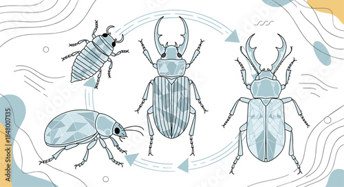 Stylized illustration showing the life cycle of a stag beetle from larva to pupa to adult against an abstract background.