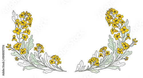 Vintage-style botanical illustration of two yellow canola or rapeseed flower branches creating a beautiful decorative floral frame element.