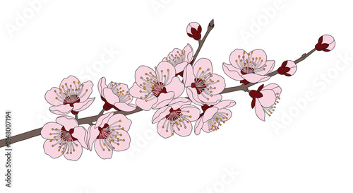 Beautiful illustration of a blooming plum or cherry blossom branch with delicate pink flowers and buds on a white background.