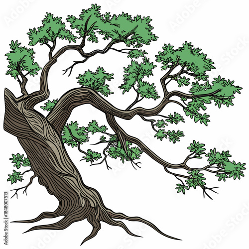Bonsai tree with twisted trunk and green leaves branches