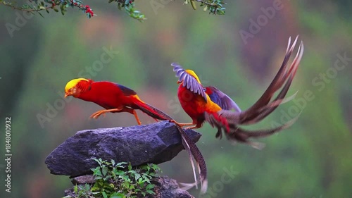 Golden pheasant interaction on rock in forest environment