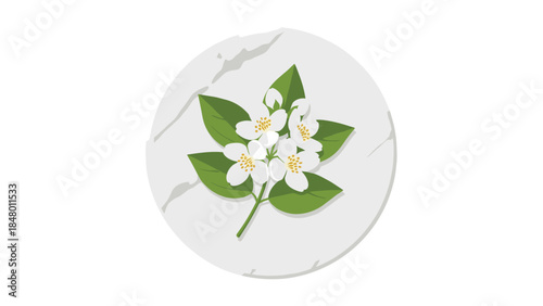 Delicate jasmine flowers and lush green leaves are beautifully arranged on a textured gray circular surface, creating a serene botanical illustration.