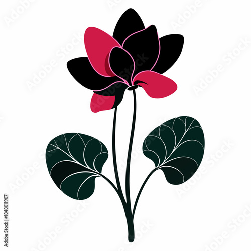 cyclamen silhouette on white