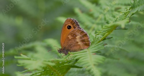 Meadow Brown Butterfly on a Fern