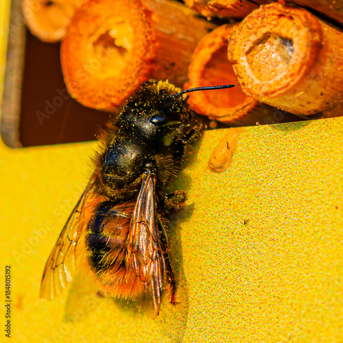 gehörnte Mauerbiene