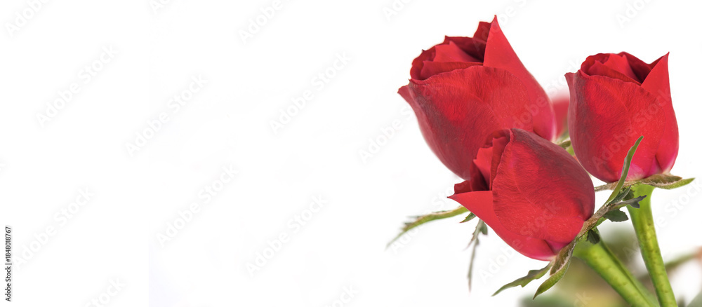 Fototapeta premium red flower petal of blooming roses on a white background and empty space on the left