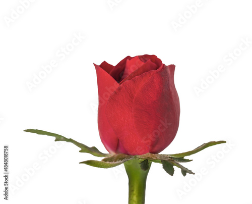 closeup on beautiful red flower petal of blooming rose on a transsparent back...