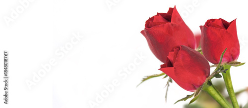 red flower petal of blooming roses on a white background and empty space on the left